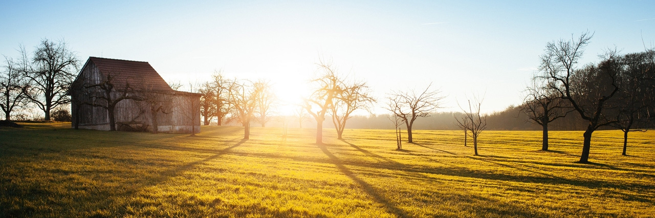 a rural field at sunrise with bare trees, a wooden barn, and long shadows on golden grass under a clear sky