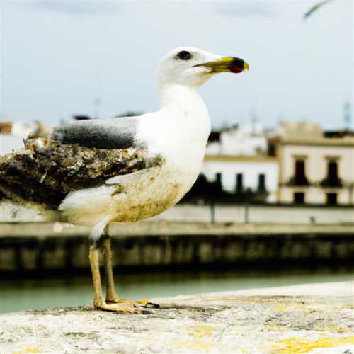 Discover the Seagull Spiritual Meaning and Symbolism | Your Guide