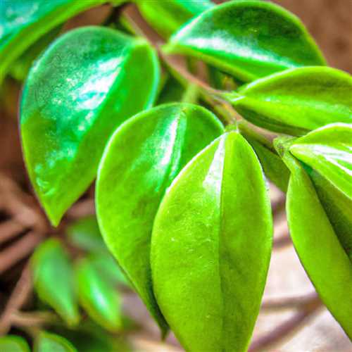 Discover the Spiritual Benefits of Bay Leaves | Unlock Inner Wisdom and Serenity