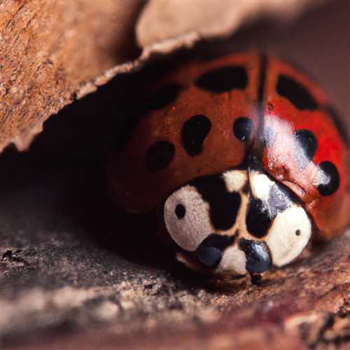 Discover the Spiritual Meaning Behind Gray Ladybugs