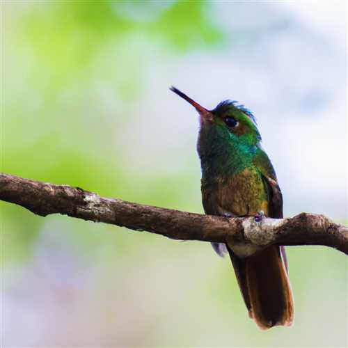 Discover the Spiritual Meaning of Hummingbird Colors