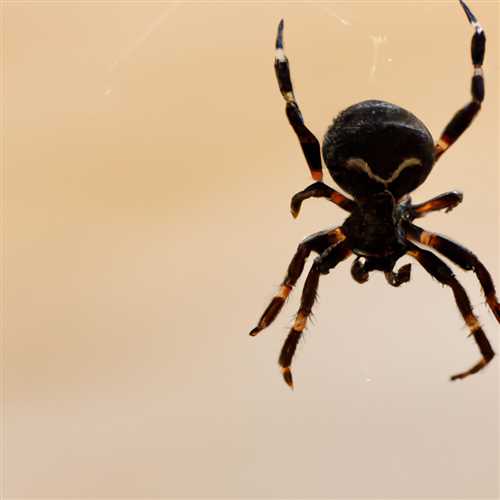 Is It Bad Luck to Kill Spiders? Debunking the Superstition
