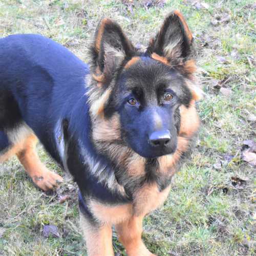 The Spiritual Meaning of German Shepherds: Unveiling the Symbolism