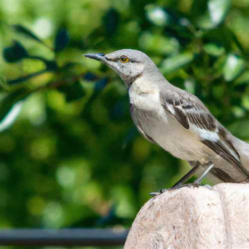 The Spiritual Meaning of Mockingbird: Unveiling its Symbolism and Significance