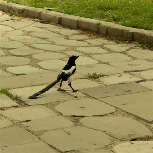 The Spiritual Significance of Magpies Visiting You