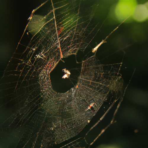 Unraveling the Spiritual Meaning of Spider Webs