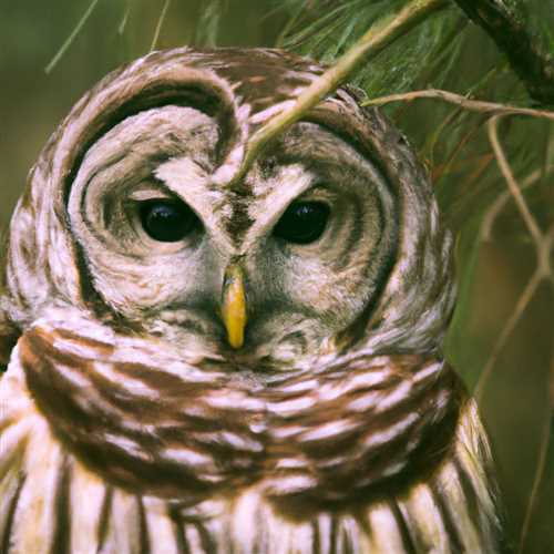 What Does It Mean When an Owl Crosses Your Path? Discover the Symbolism Behind Owl Encounters
